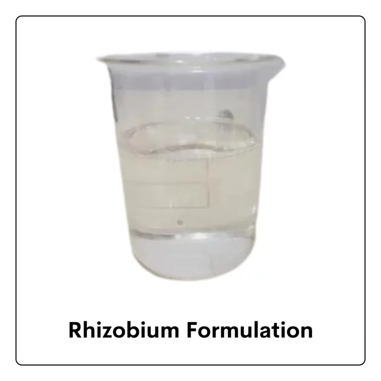 Rhizobium