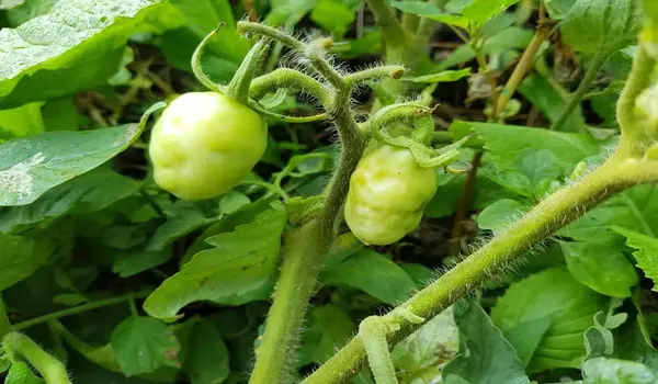 How Can Viral Infections in Crops Be Treated?