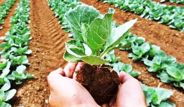 What Is the Recommended Dosage for Applying A..