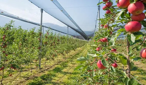 How Does Unicrop’s Fruit King Improve Fruit Q..