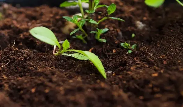 What Ingredients Are Used in Unicrop Biochem’..