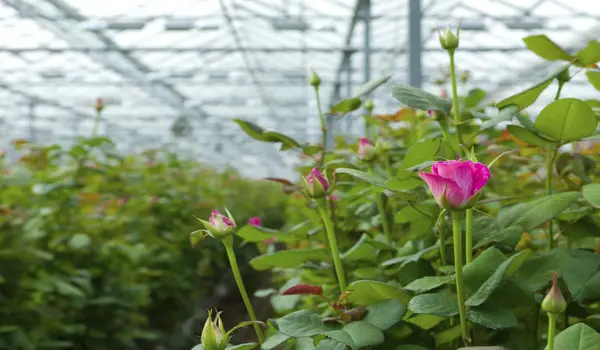 How Should Uni Stim Be Applied for Optimal Fl..