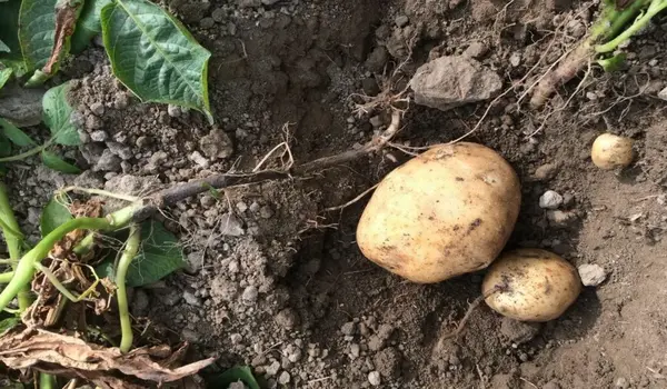 How does Shine Gold contribute to controlling..