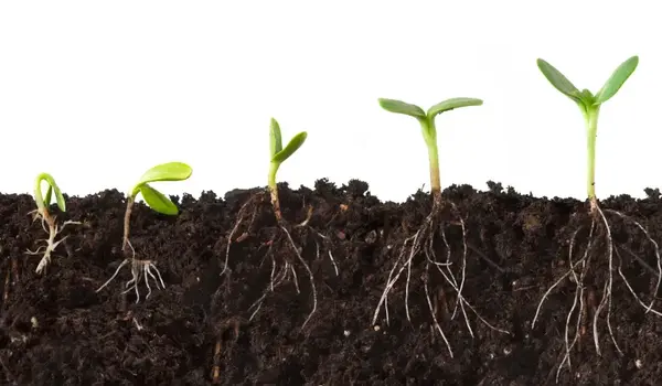 How power PGR’s can add to plants’ health?