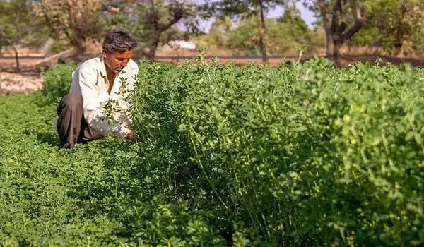 How does organic farming support wildlife and..