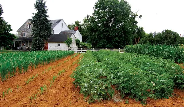 What are the best natural ways to control wee..