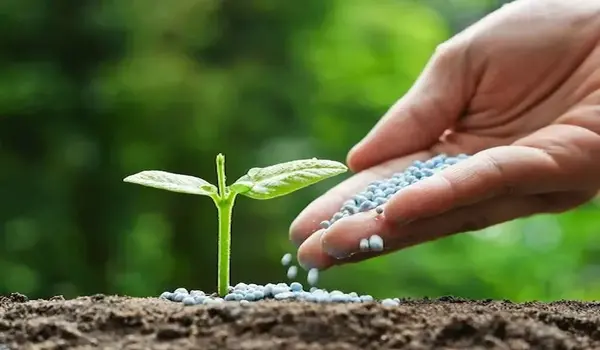How do bio-fertilizers help crops grow better..