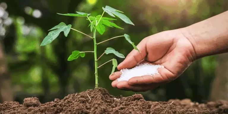 What are the potential drawbacks or risks ass..