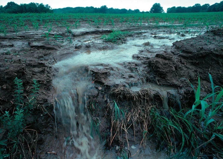 Understanding Nutrient Runoff: Causes and Imp..