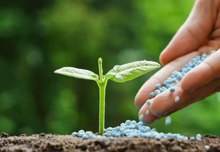 Understanding the Role of Fertilizers in Plan..