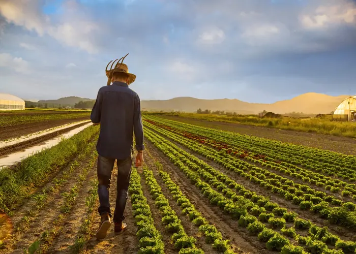 A grower walking between rows of young vegetable crops