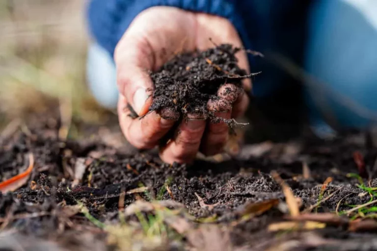 A farmer holding a handful of dark, organic-rich soil