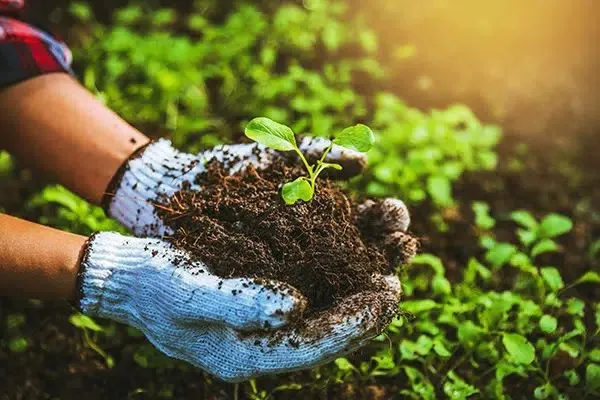 Exploring Sustainable Alternatives to Conventional Fertilizers