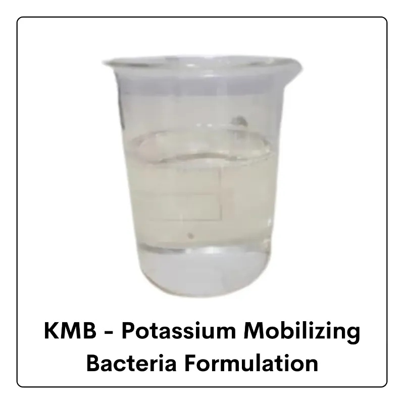 Potassium Mobilizing Bacteria (KMB) Biofertilizer