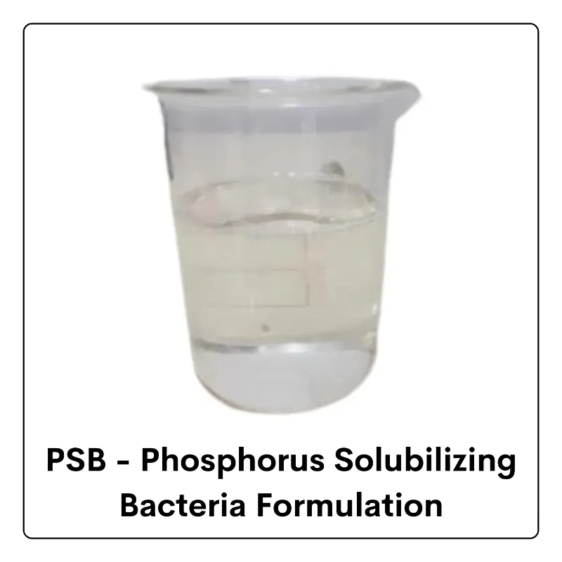 Phosphate Solubilizing Bacteria (PSB) Biofertilizer