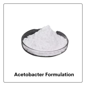 Acetobacter