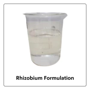 Rhizobium